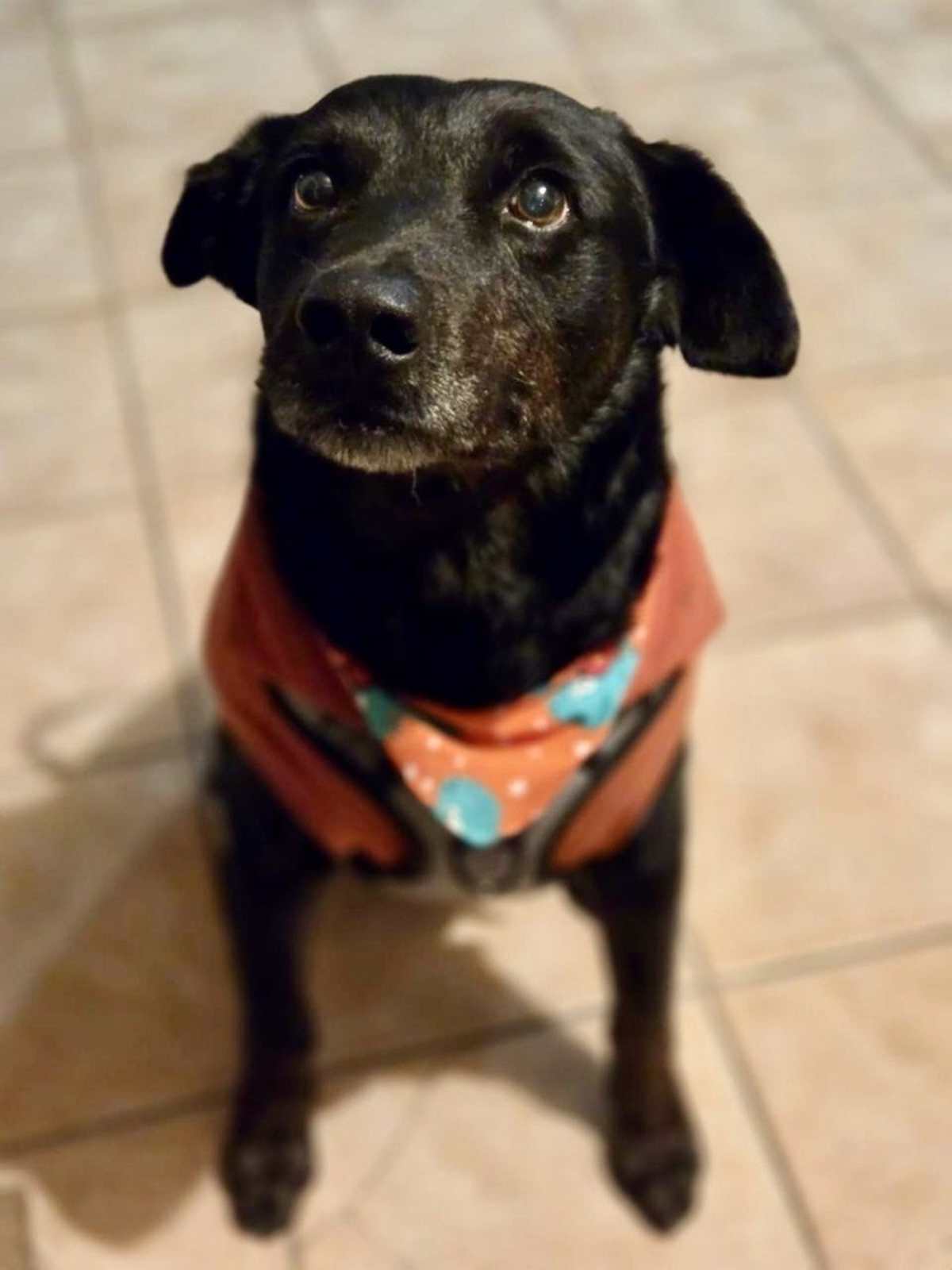 SMOKEY - Labrador Retriever available for adoption