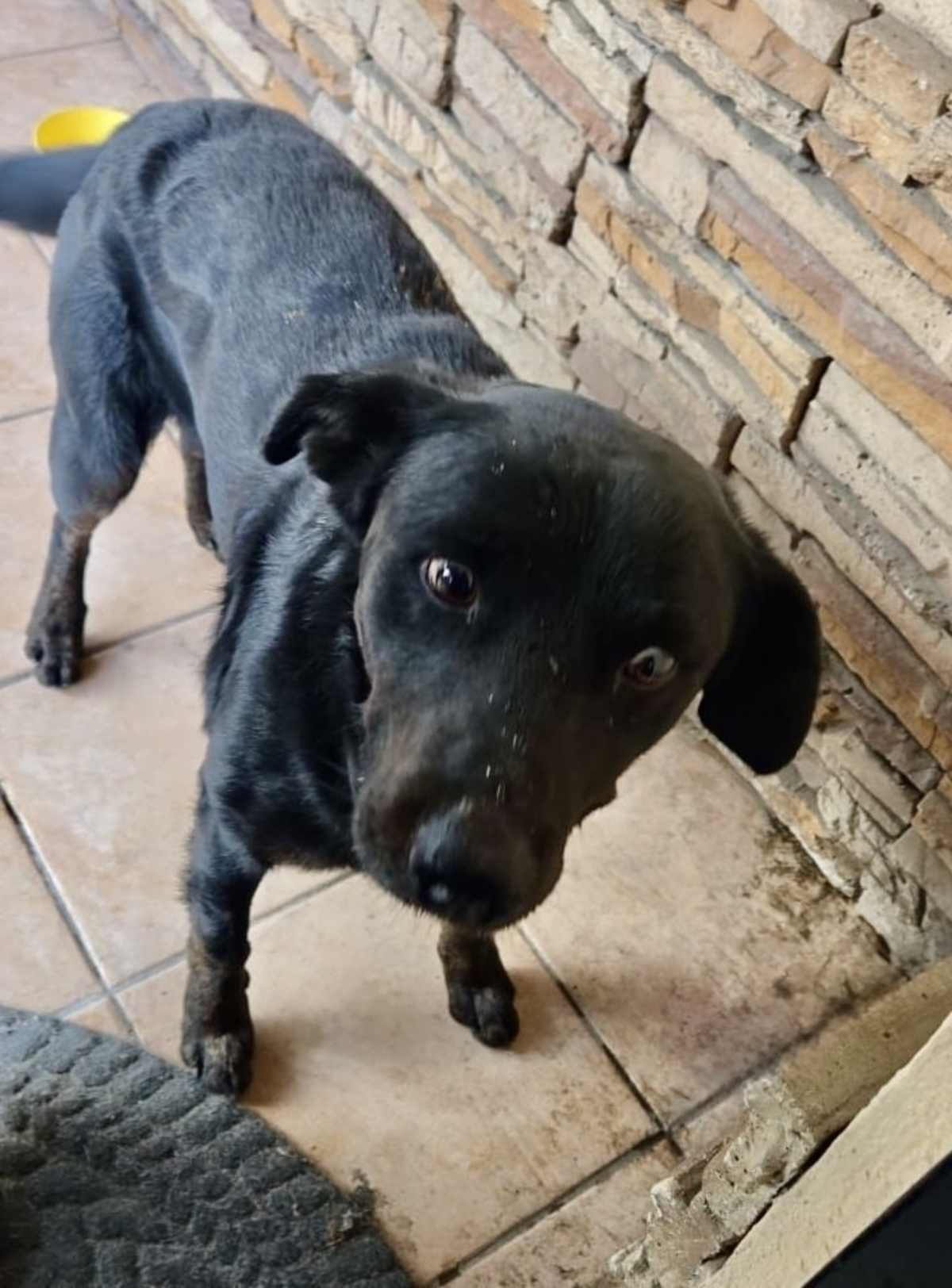 SMOKEY - Labrador Retriever available for adoption