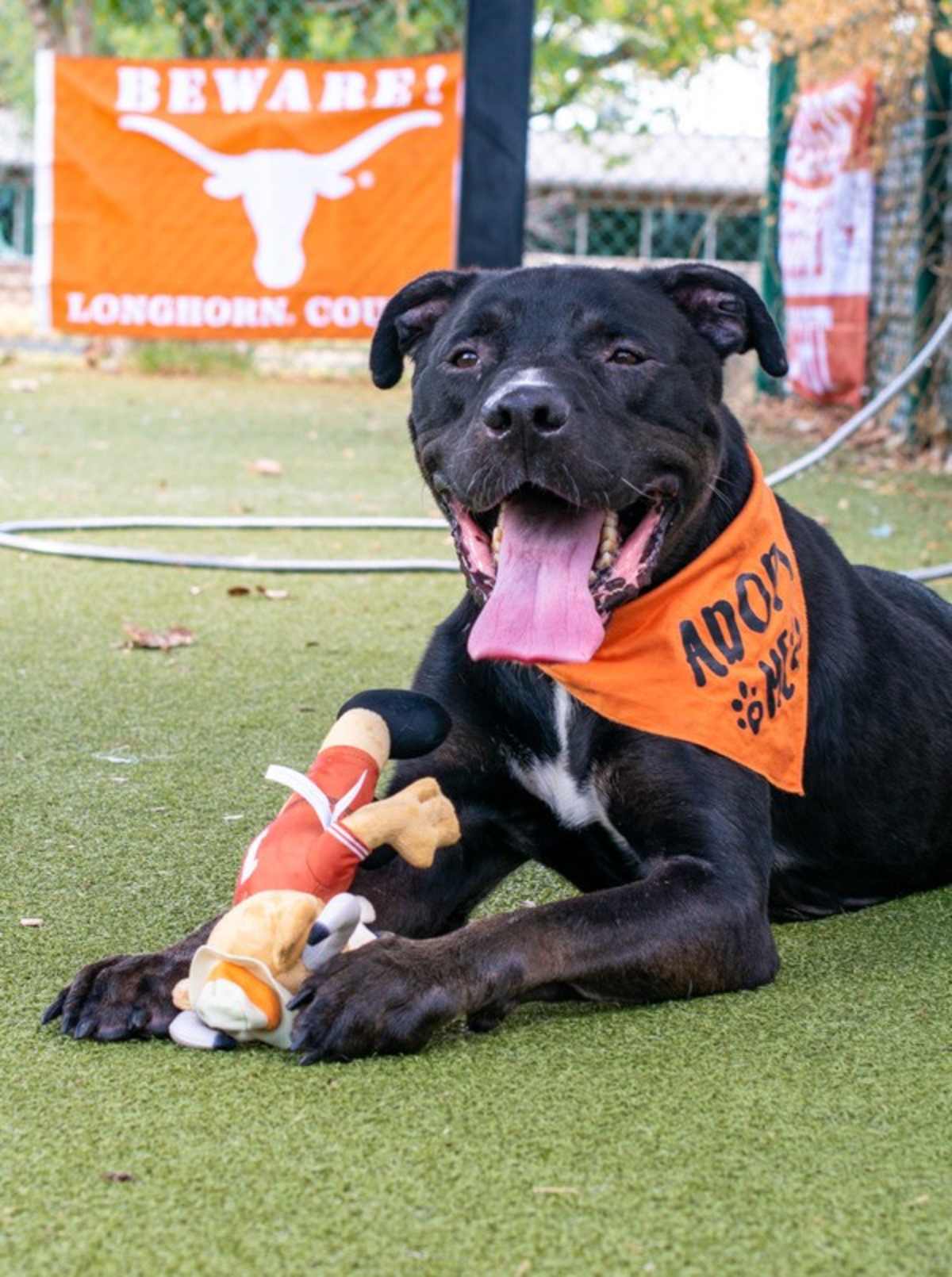 MARTY - American Pit Bull Terrier available for adoption