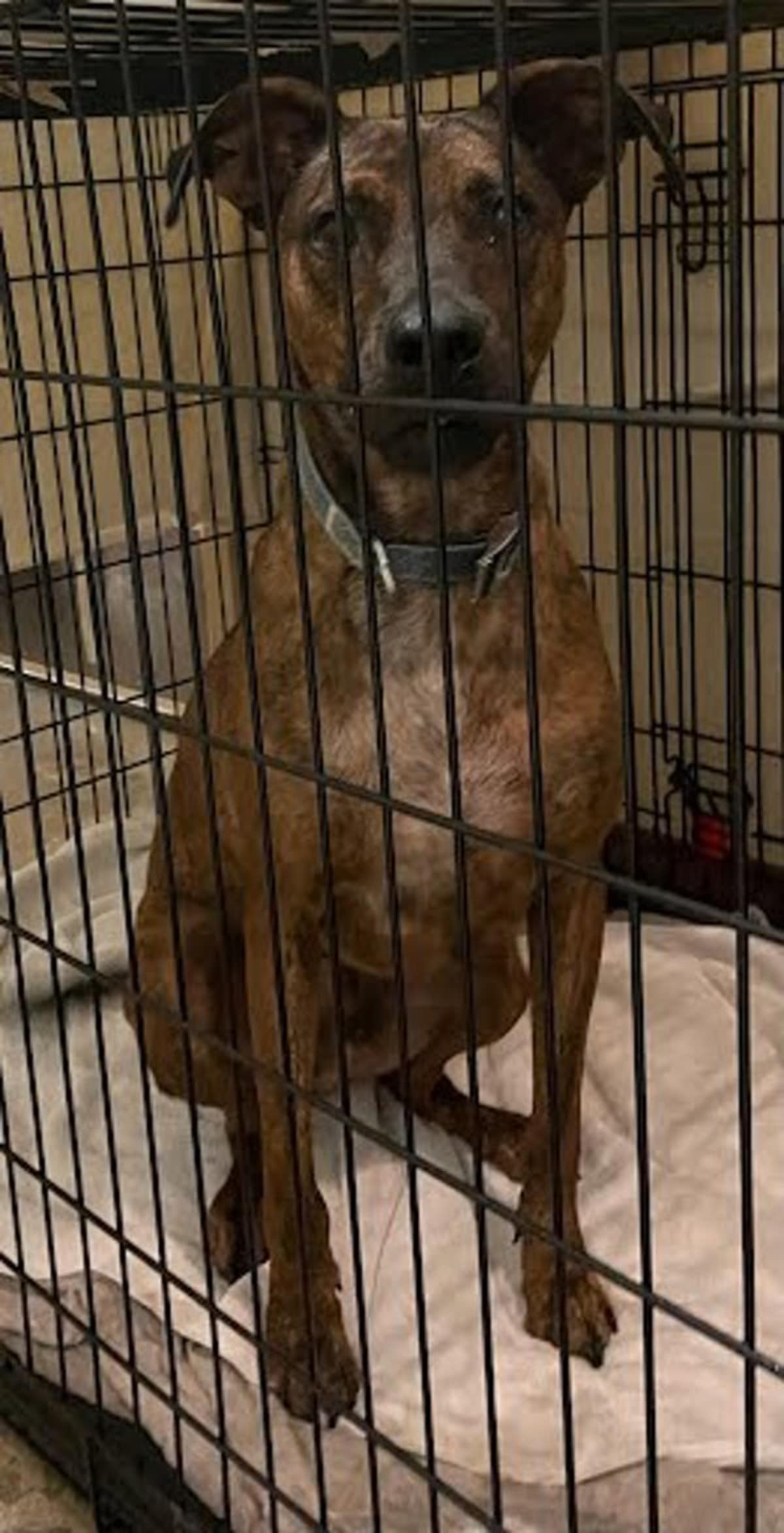 REX - Plott Hound available for adoption