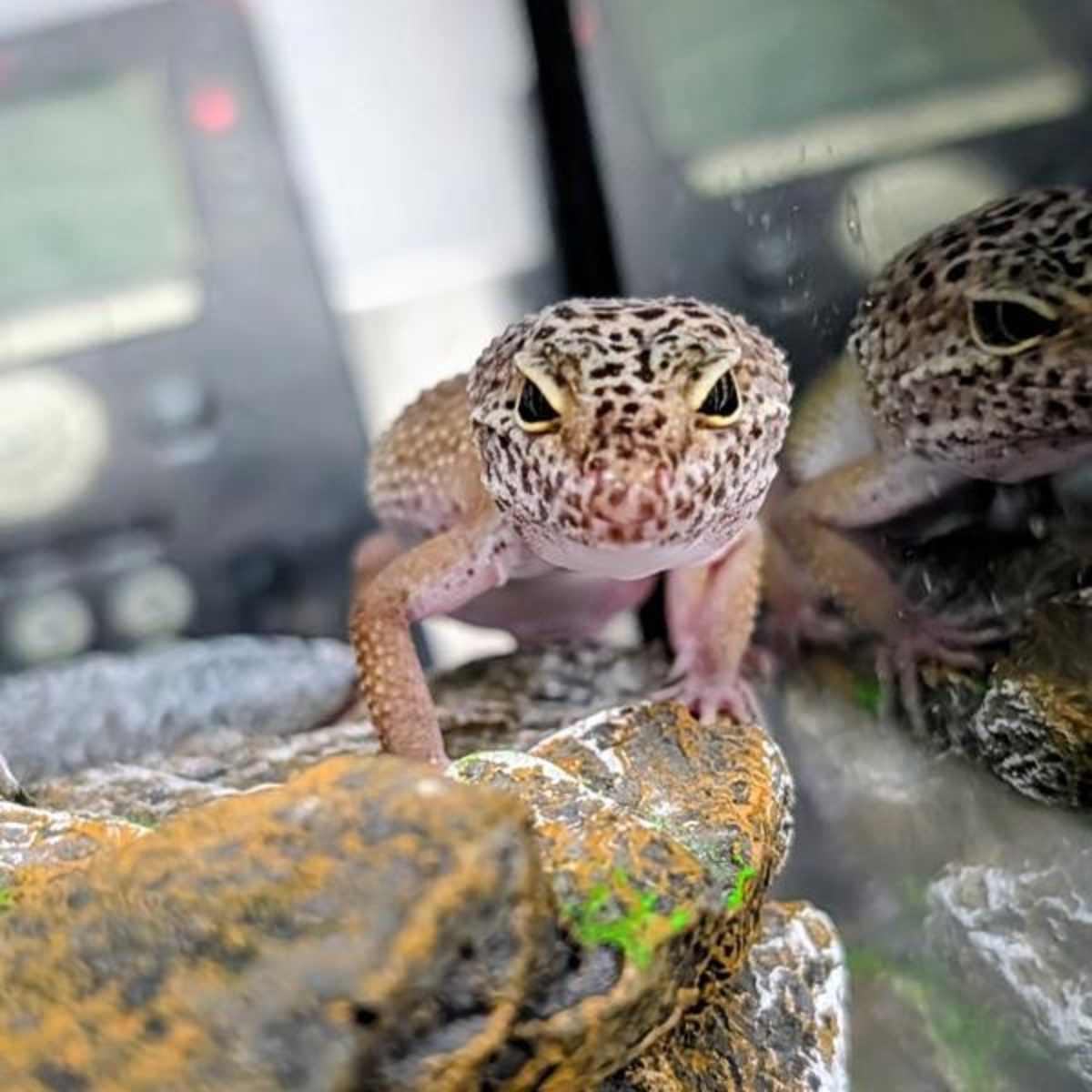 UNNAMED - Gecko available for adoption