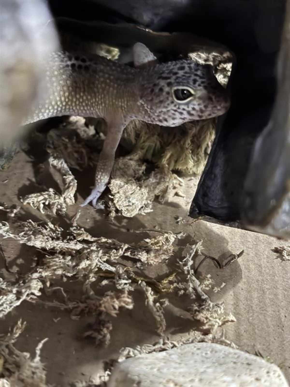 UNNAMED - Gecko available for adoption