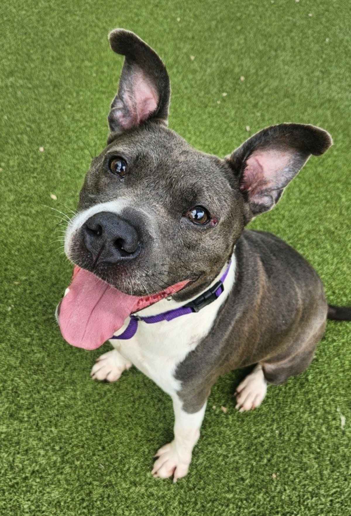 ZEEK - American Pit Bull Terrier available for adoption