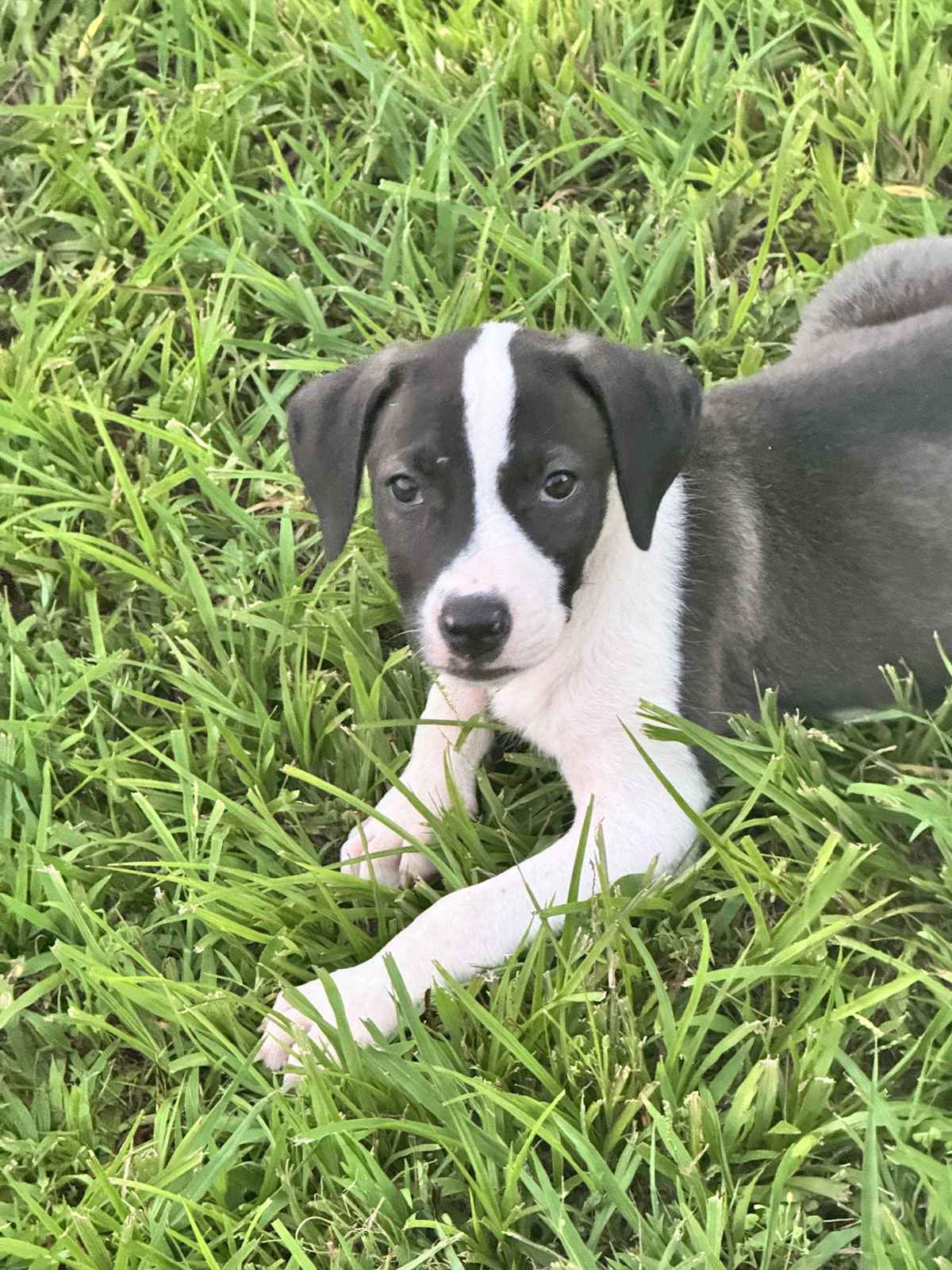 PEGGY - Pit Bull Terrier / Pointer for adoption in New Haven