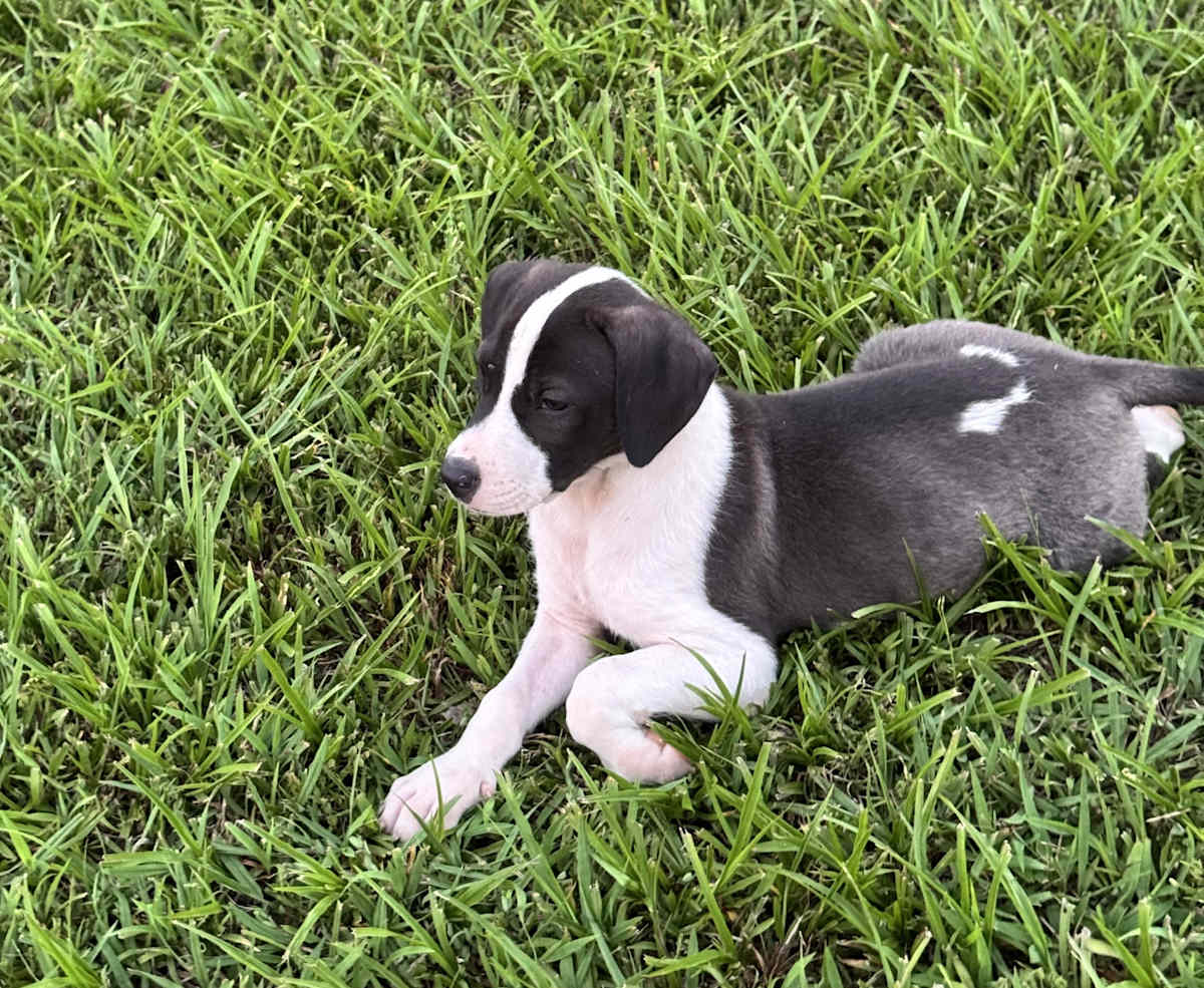 PEGGY - Pit Bull Terrier / Pointer available for adoption
