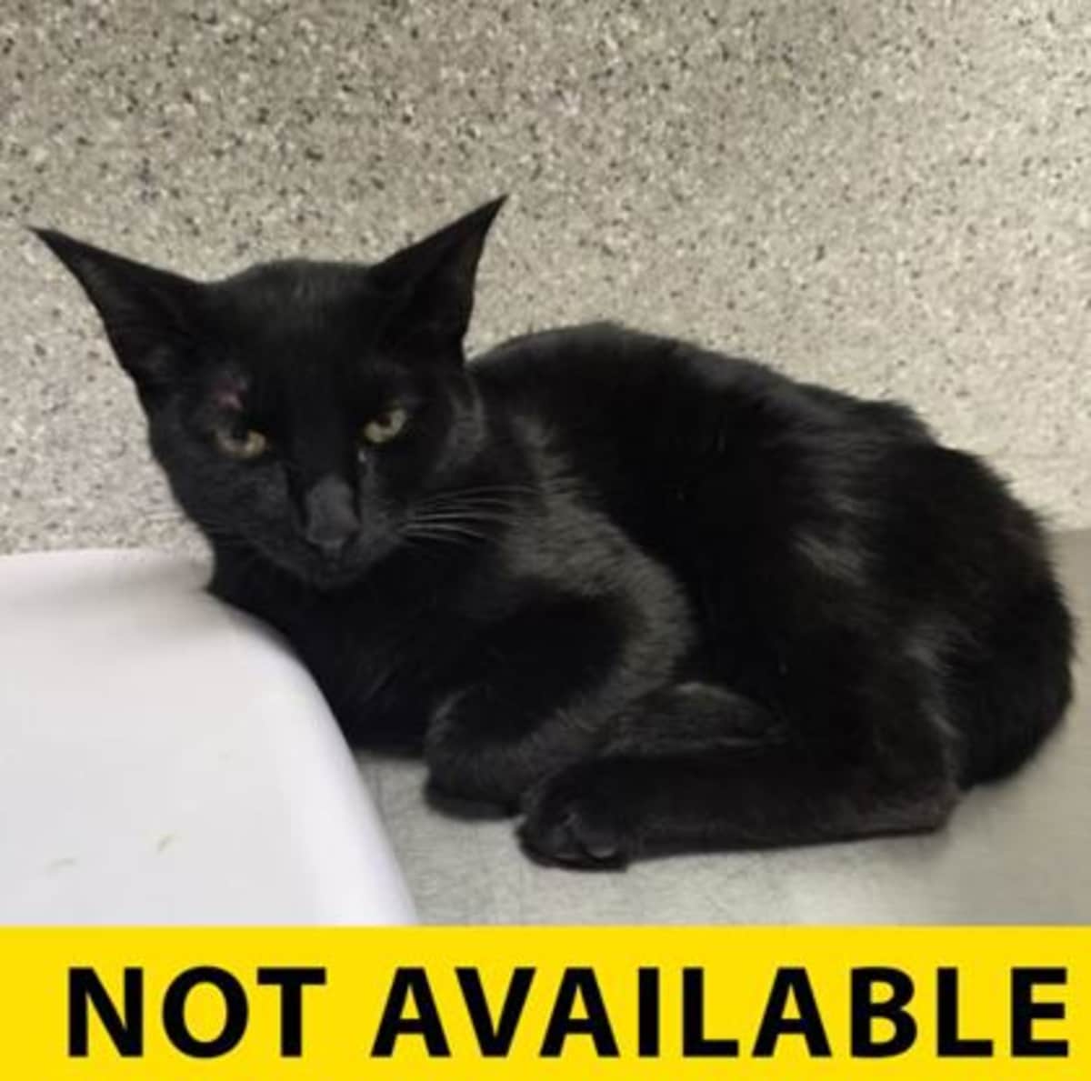 COLD BREW - Domestic Shorthair for adoption in Eugene