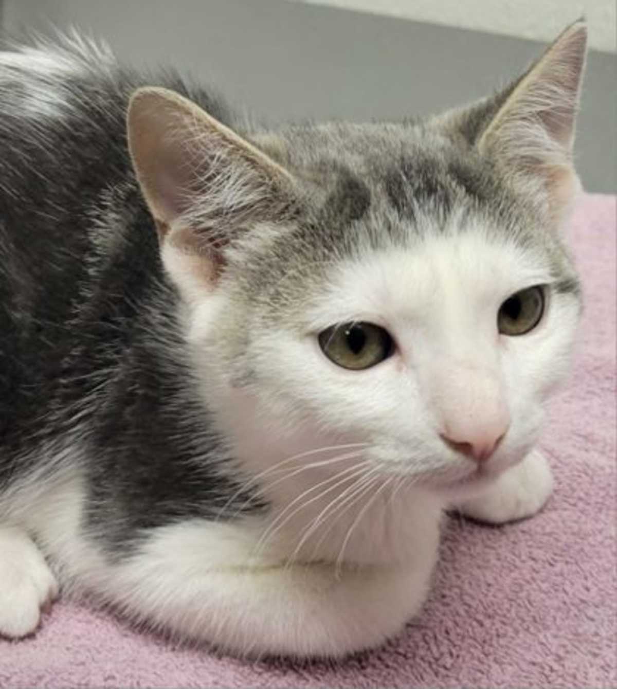 PLAID - Manx for adoption in Eugene