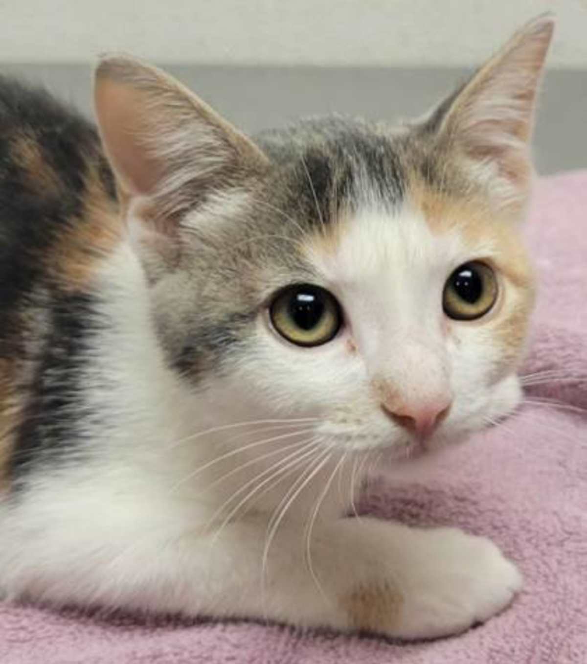 PAISLEY - Manx for adoption in Eugene