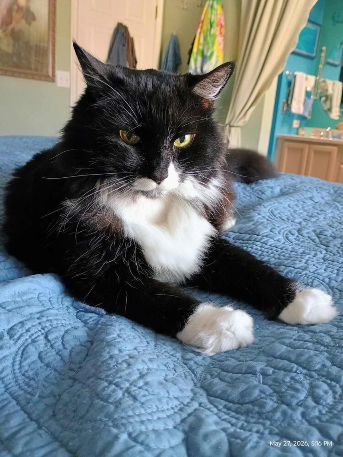 OREO 7 - Domestic Longhair for adoption in Tucson