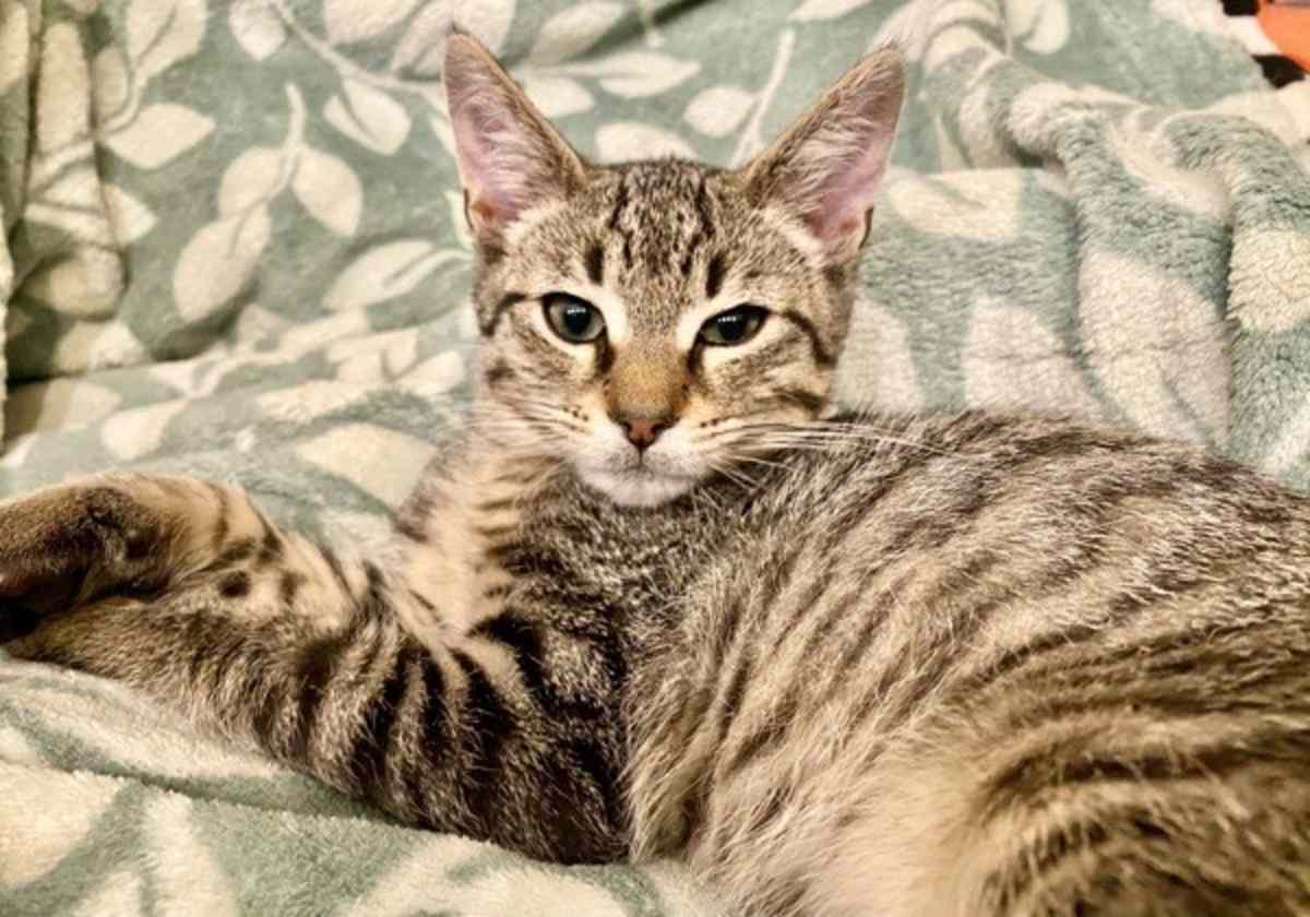 MUFFIN - Domestic Shorthair for adoption in Vallejo