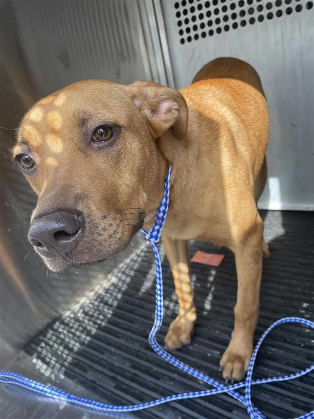 BANANA CREAM - Black Mouth Cur available for adoption