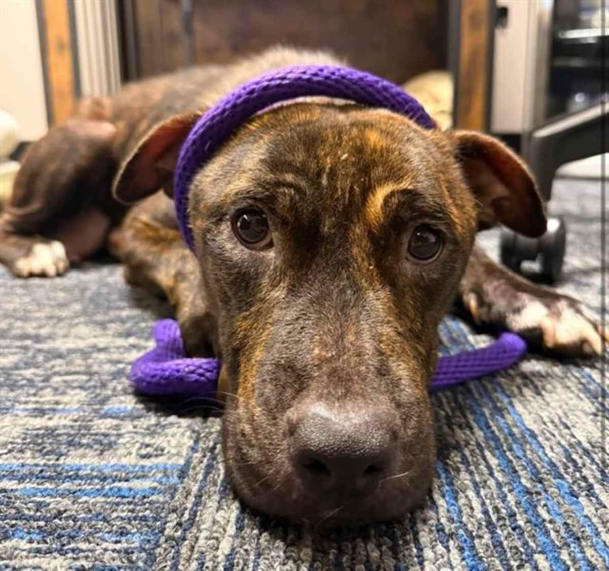 TIGRA - American Pit Bull Terrier available for adoption