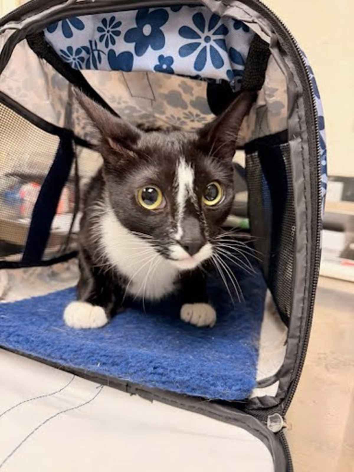 OREO - Domestic Shorthair available for adoption