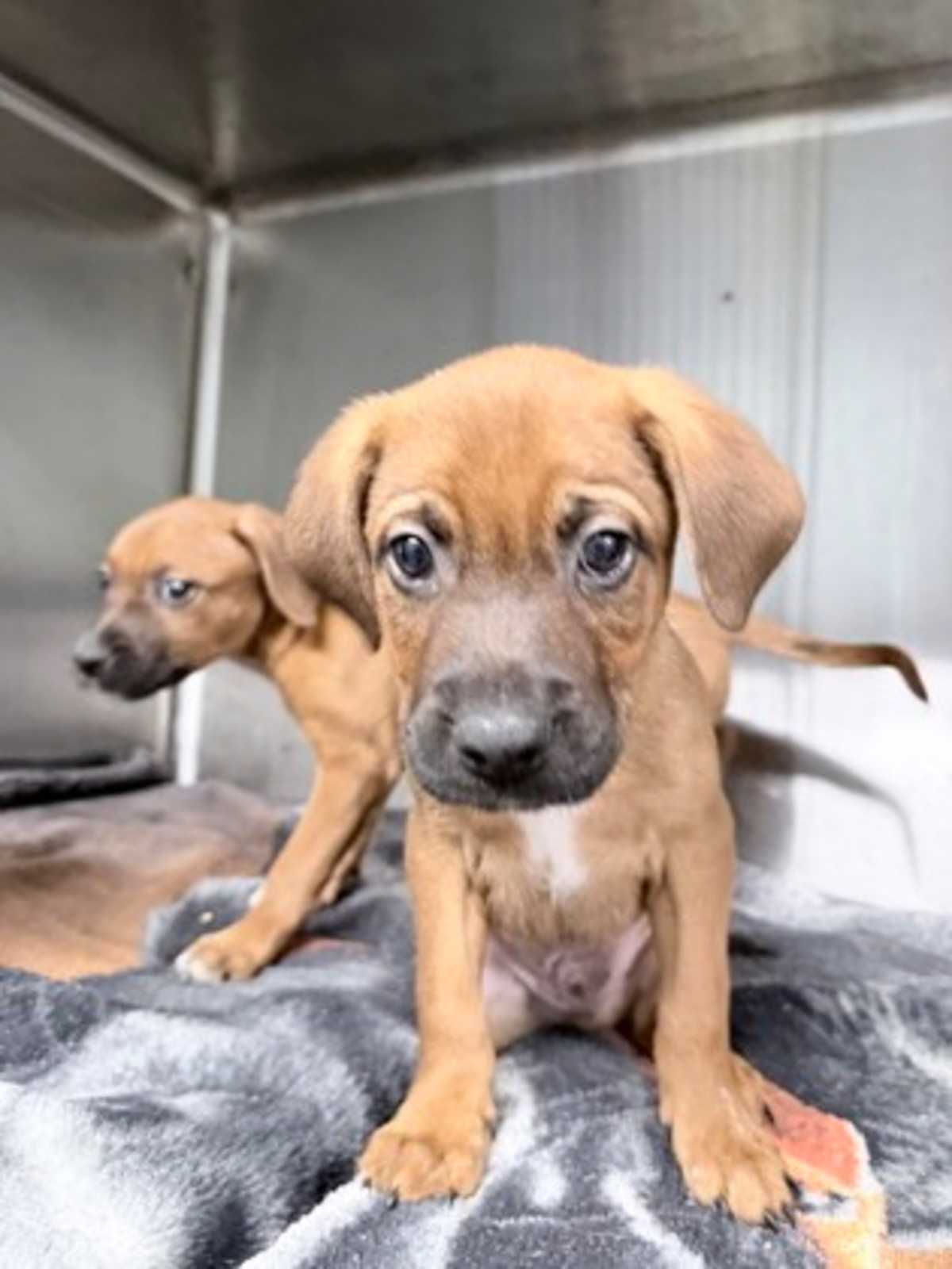 BILLY - Mixed Breed (Medium) for adoption in Greensboro