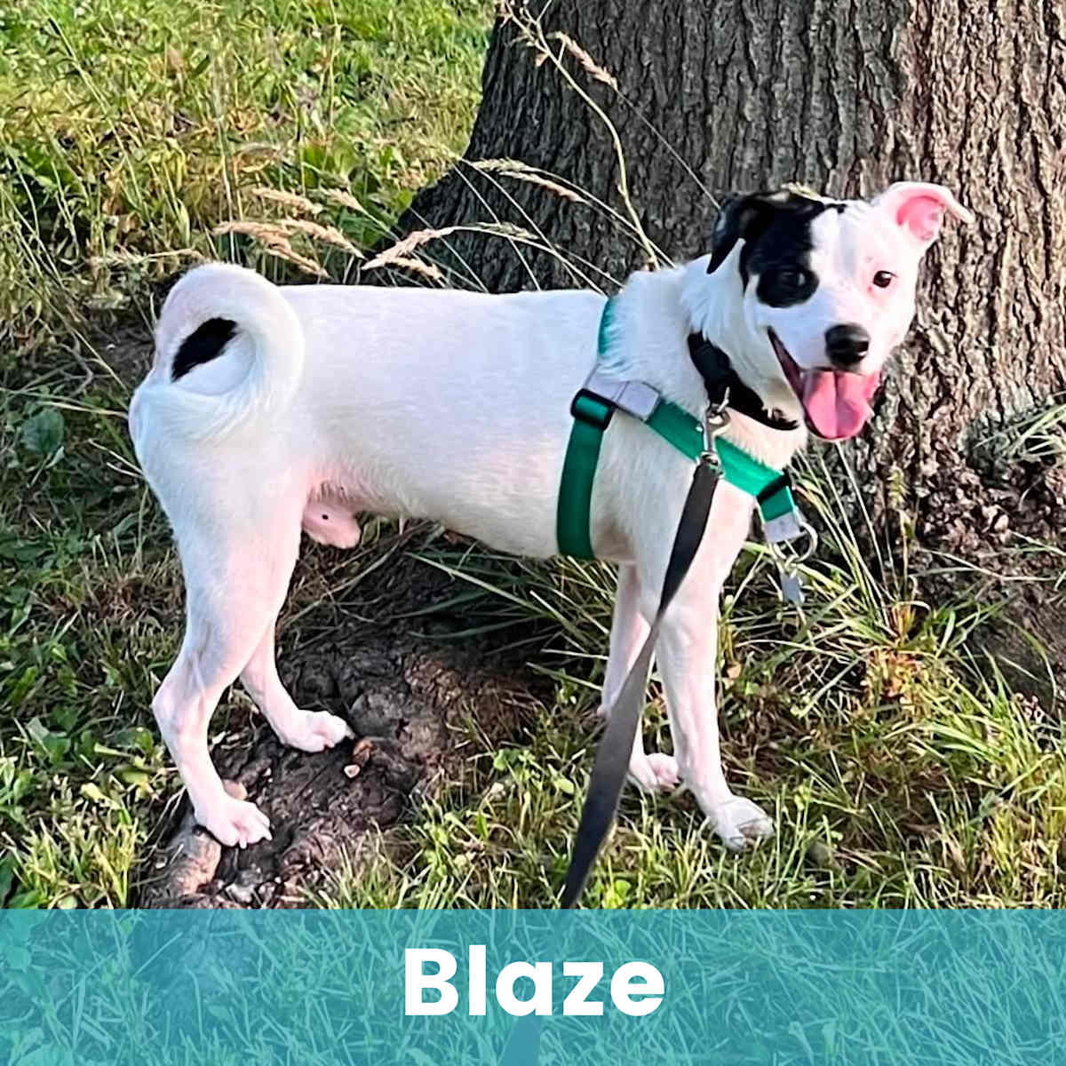 BLAZE - Mixed Breed (Small) for adoption in Rochester