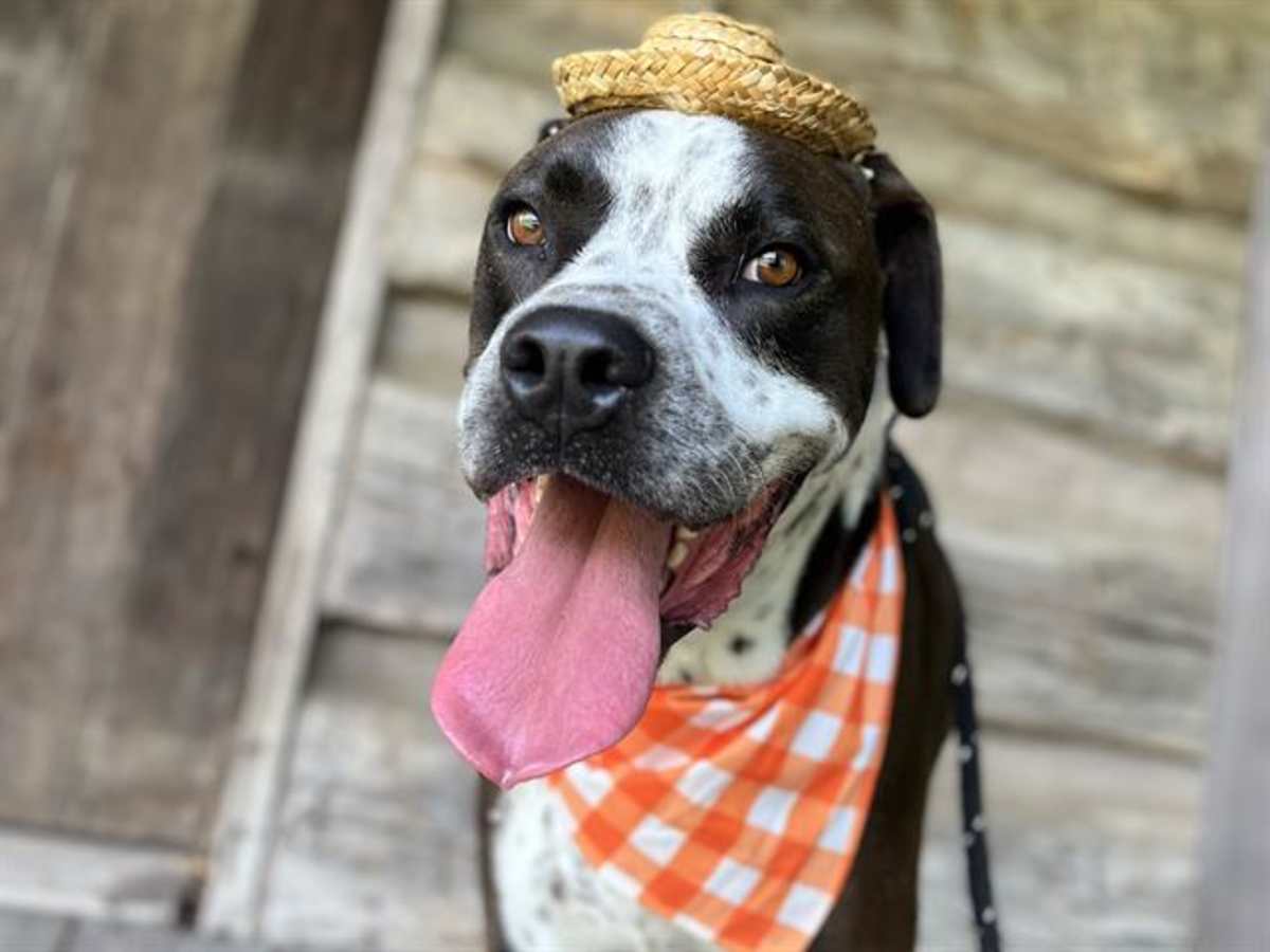 OREO - American Pit Bull Terrier / Labrador Retriever available for adoption