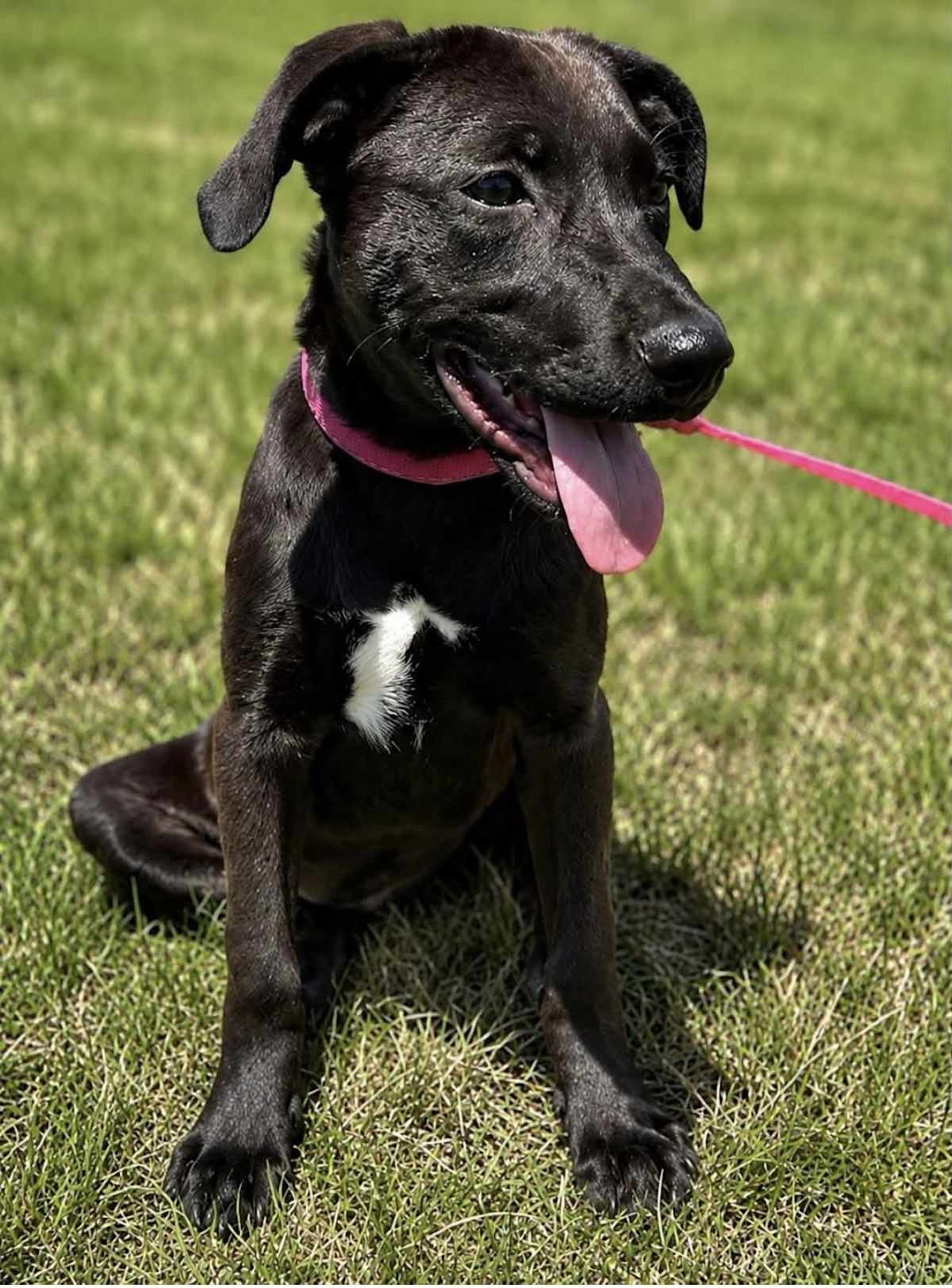 ROSIE PETAL - Labrador Retriever / Australian Shepherd available for adoption