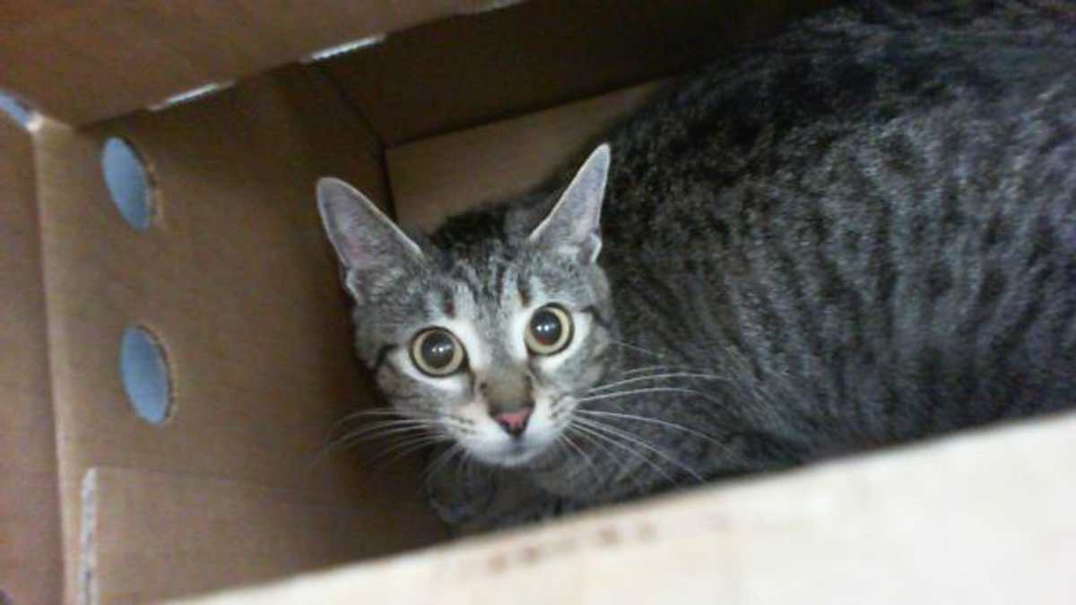 JUNIPER - Domestic Shorthair available for adoption