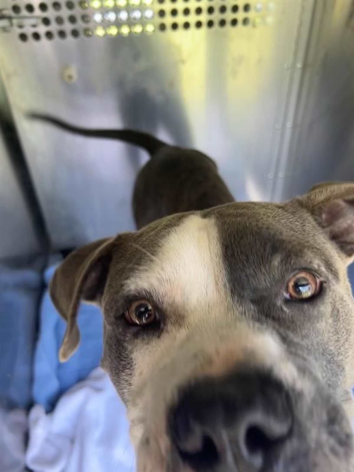 ARTIE - American Pit Bull Terrier available for adoption
