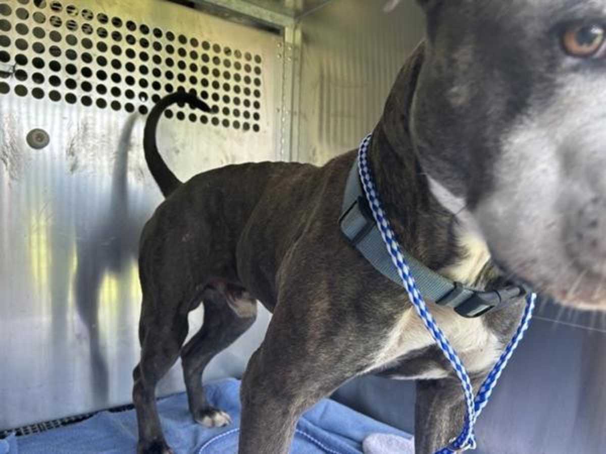 ARTIE - American Pit Bull Terrier available for adoption