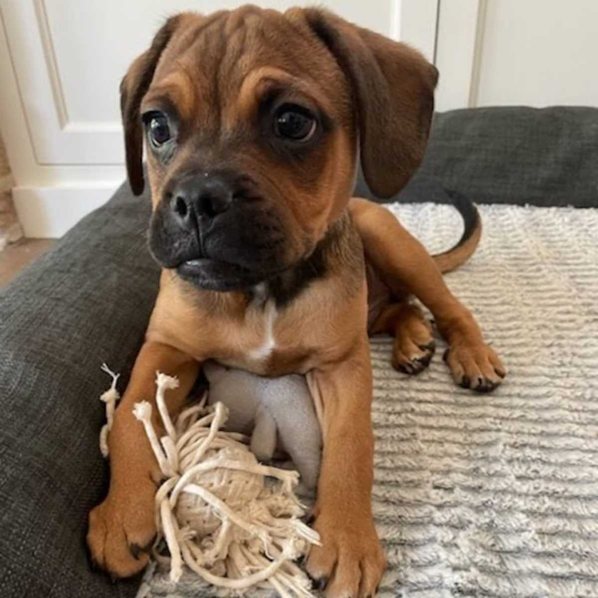 BRYCE - Mixed Breed (Medium) for adoption in Chicago