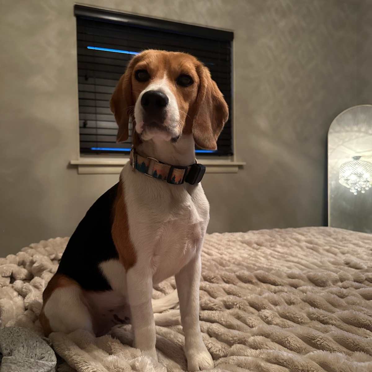 RIDGLAN BEAGLES (M/F) - Beagle for adoption in Chicago