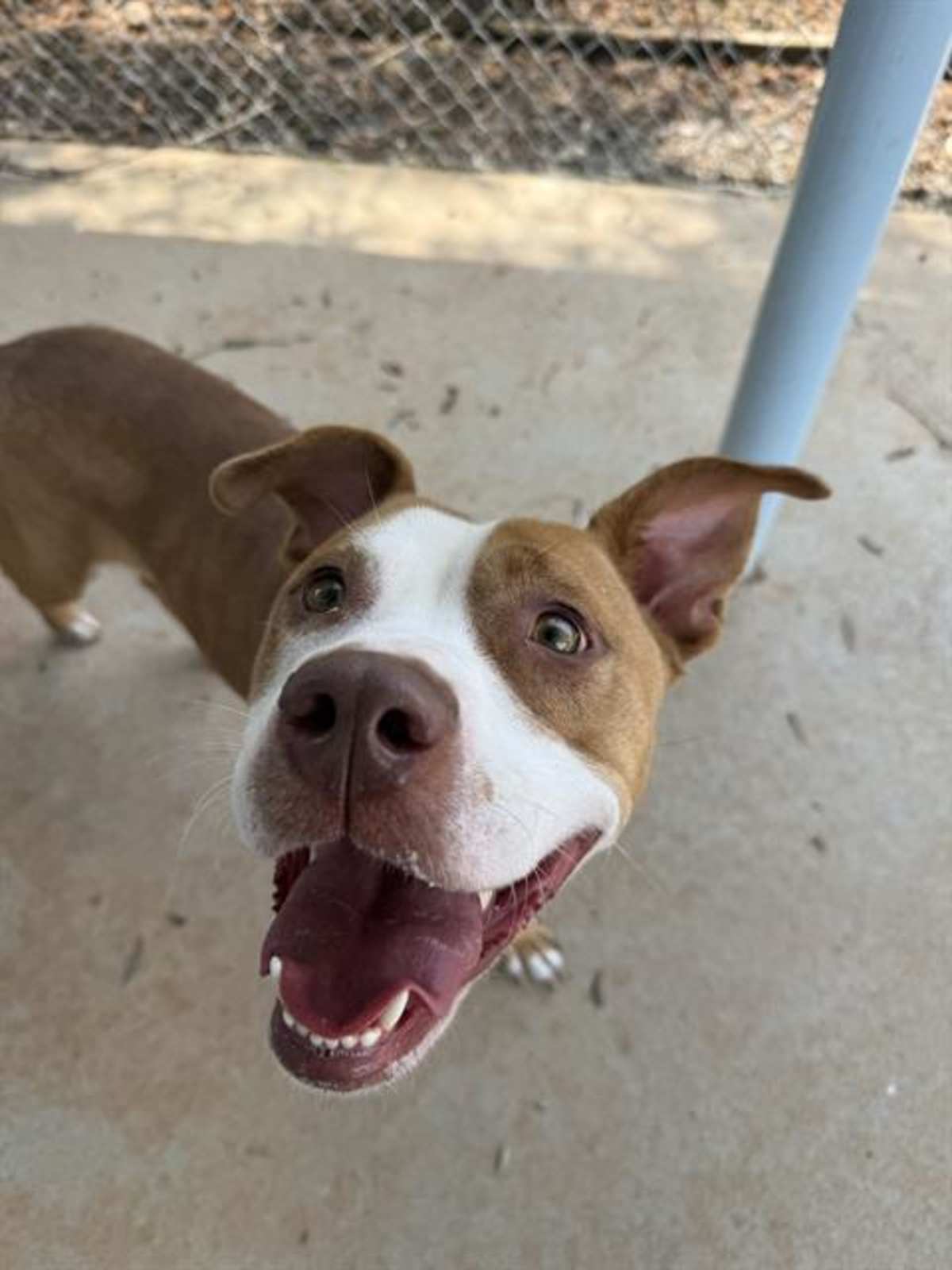 JENNA - Mixed Breed (Medium) available for adoption