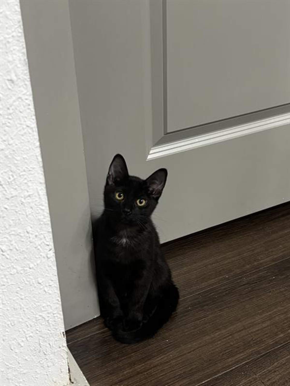 PULP - Domestic Shorthair available for adoption