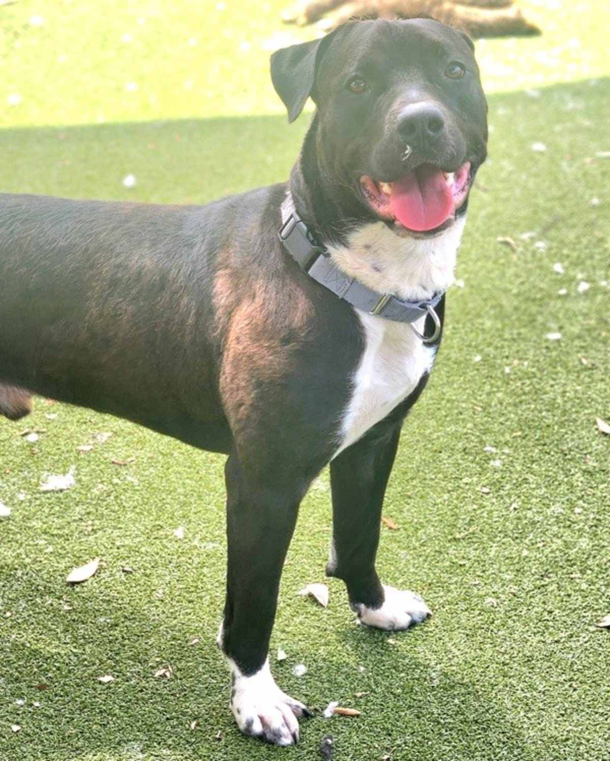 RUMBLE - Labrador Retriever available for adoption