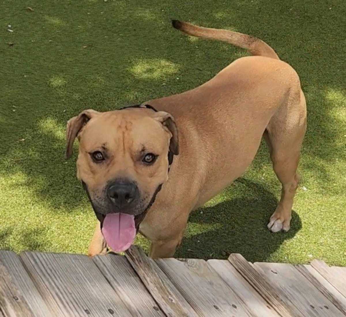 BUNUELO - Mastiff available for adoption