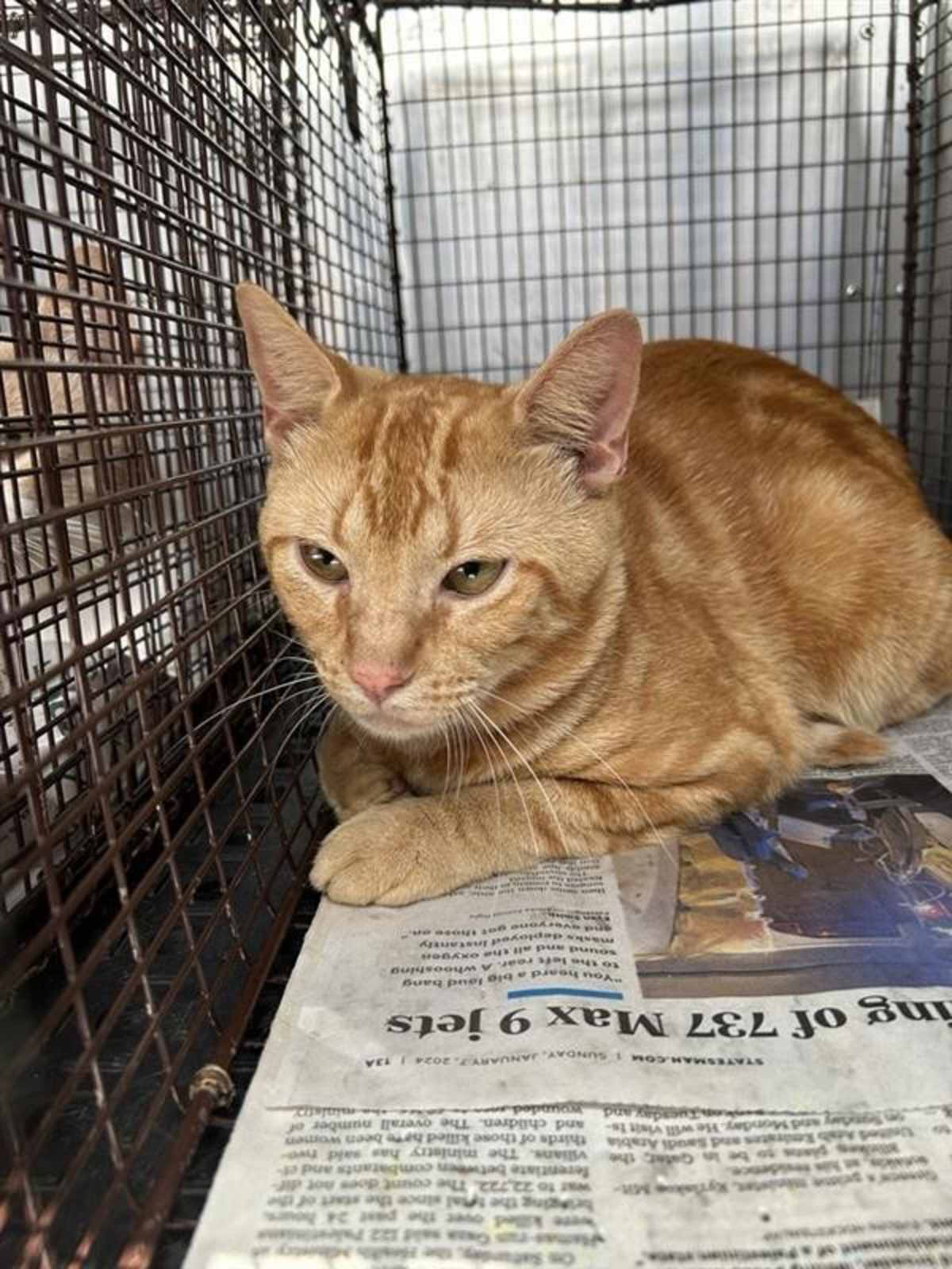 RECEIPT - Domestic Shorthair available for adoption
