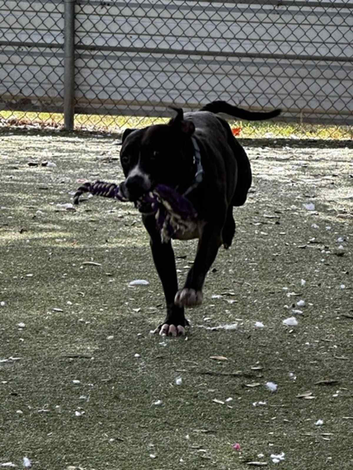 MURPHY LEE - American Pit Bull Terrier available for adoption