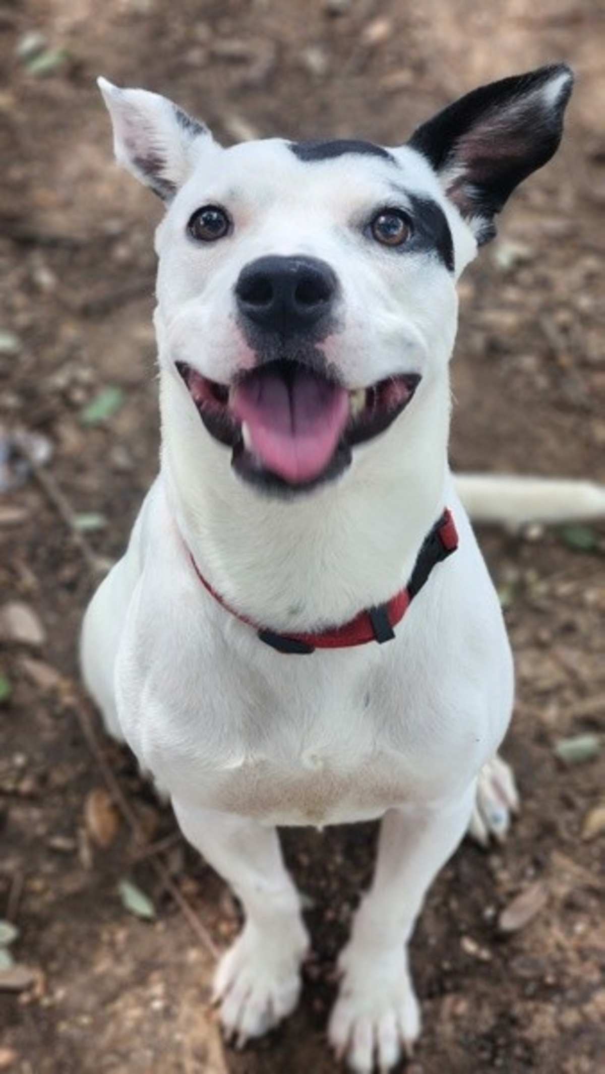 ROLLO - Jack Russell Terrier / Labrador Retriever available for adoption