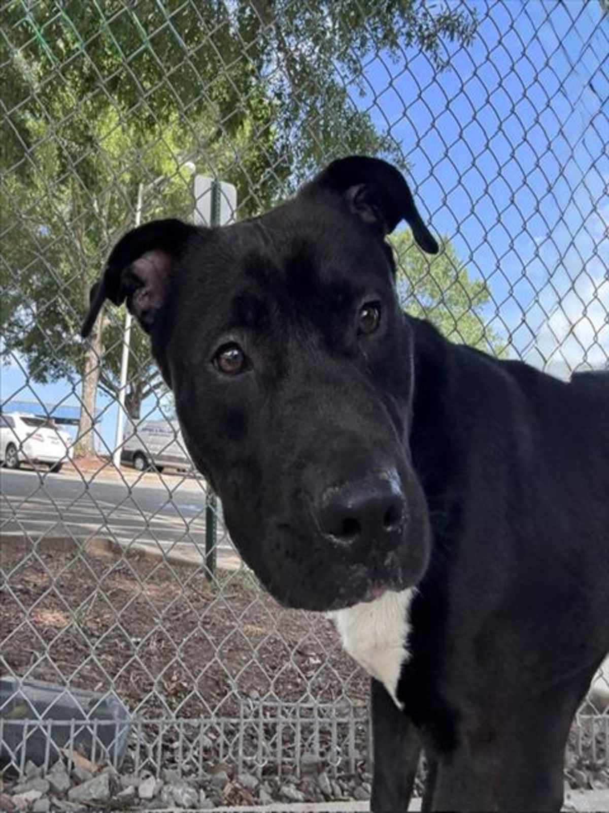 DENNIS - American Pit Bull Terrier available for adoption