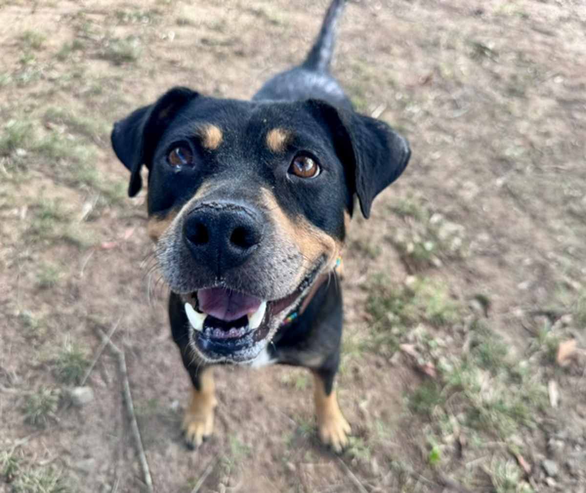 ROBYN - Mixed Breed (Medium) available for adoption