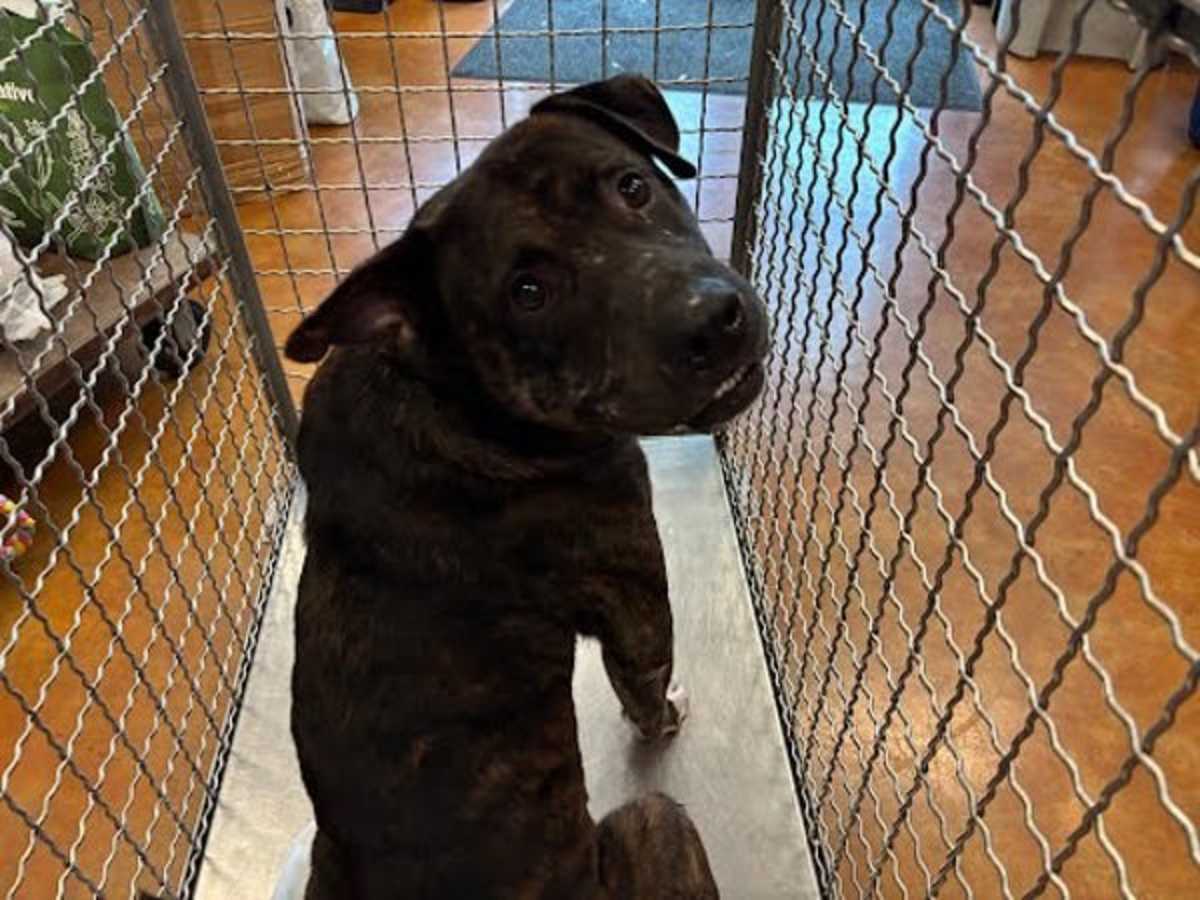 HEDGEHOG - American Pit Bull Terrier available for adoption