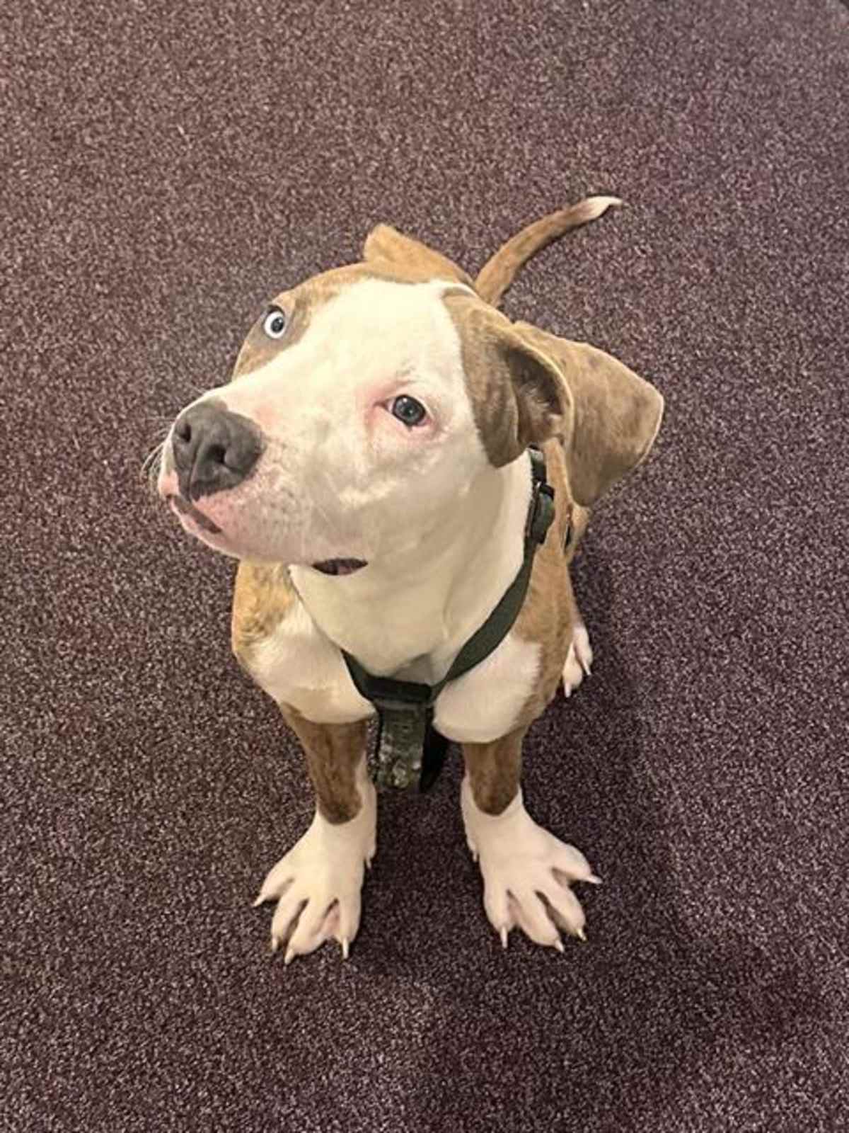 NOOTIE - American Pit Bull Terrier available for adoption