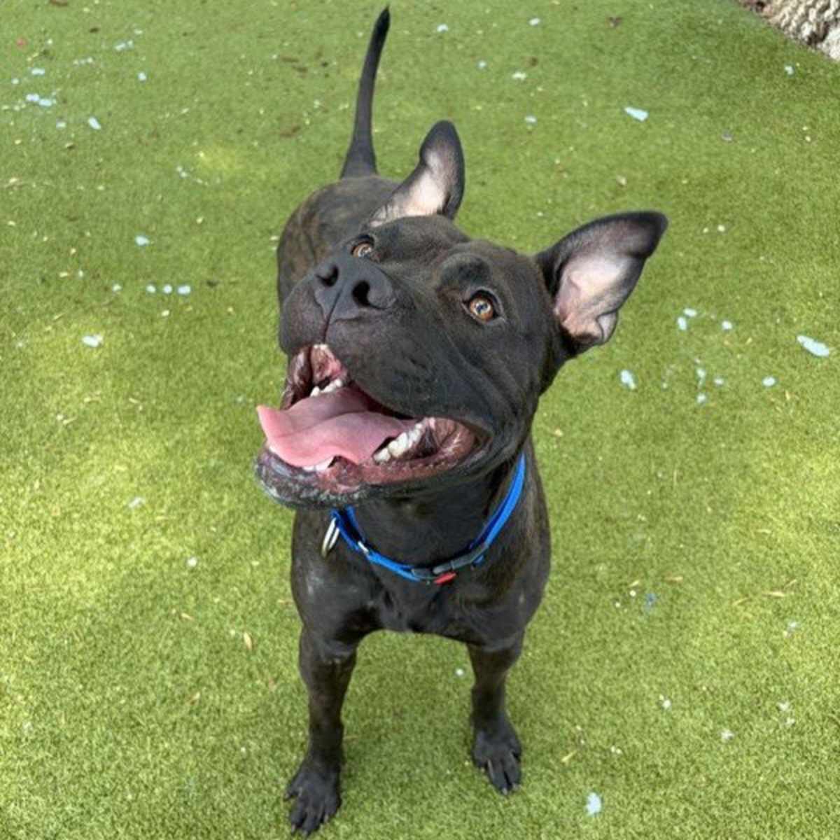 TINTIN - American Pit Bull Terrier available for adoption