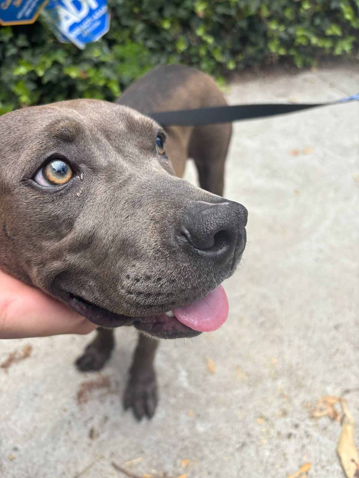 TRIXIE - Weimaraner / Mixed Breed (Medium) available for adoption