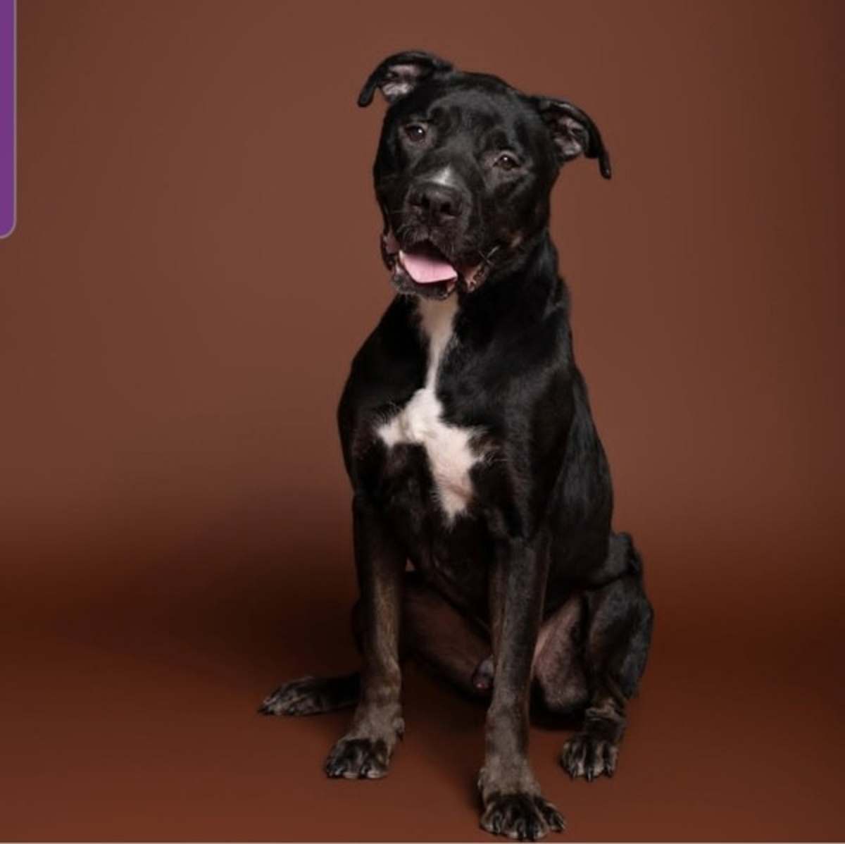MARTY - American Pit Bull Terrier available for adoption