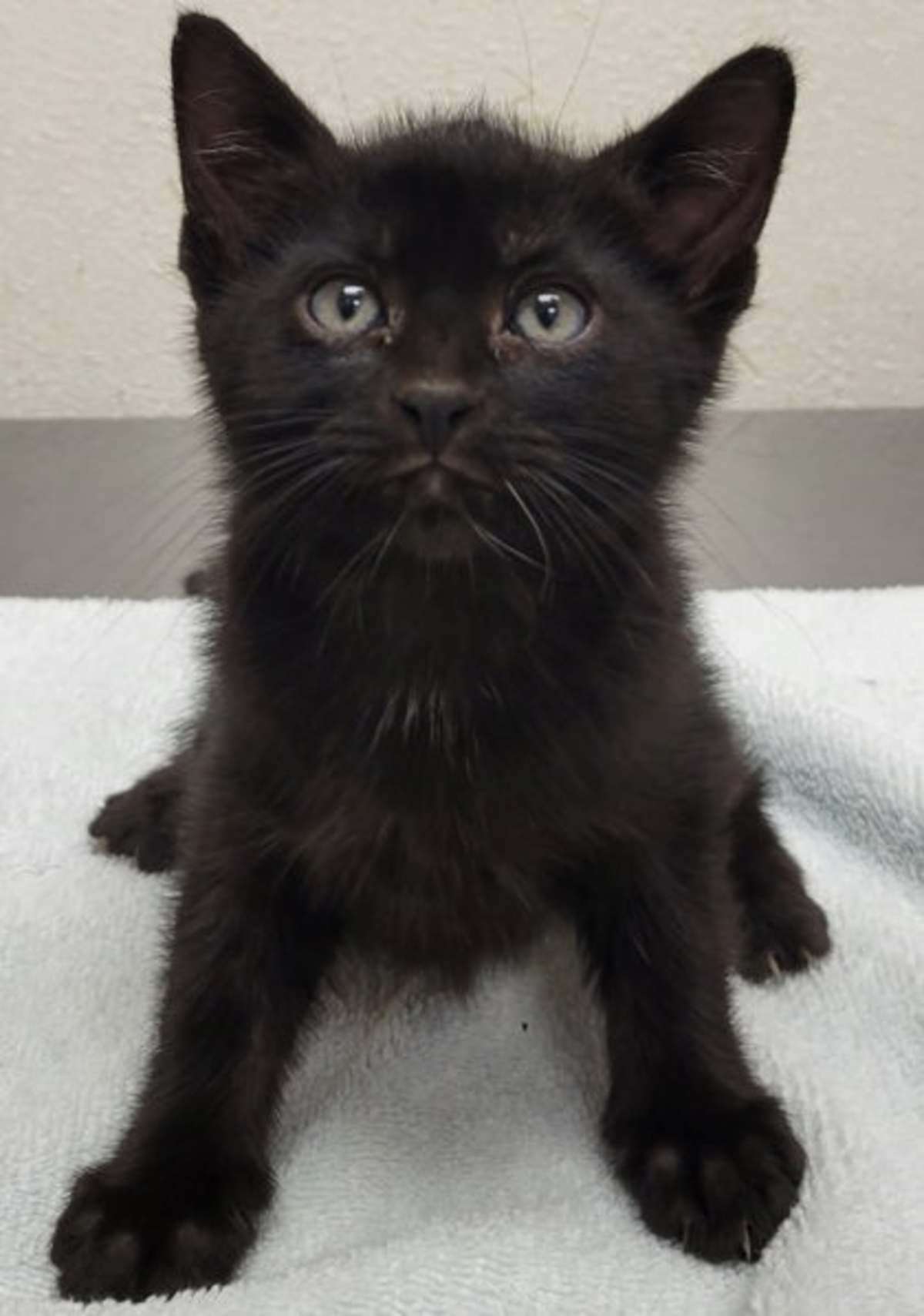 PORTOBELLO - Domestic Shorthair available for adoption