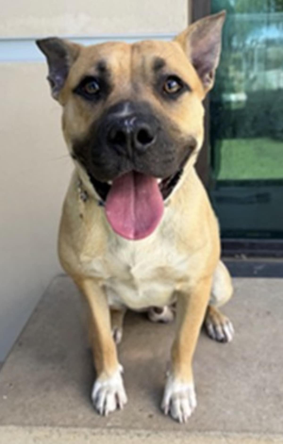 MONTE AKA MOOSE - Boxer / Mastiff available for adoption