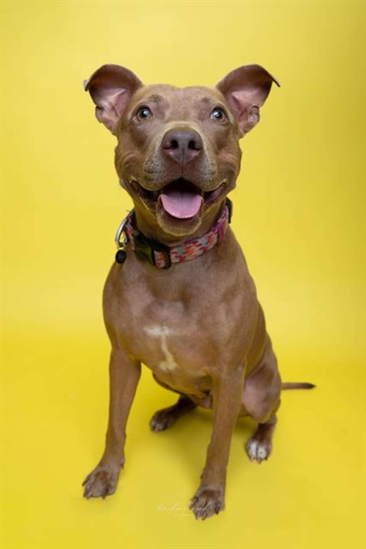 MINNIE - American Pit Bull Terrier available for adoption