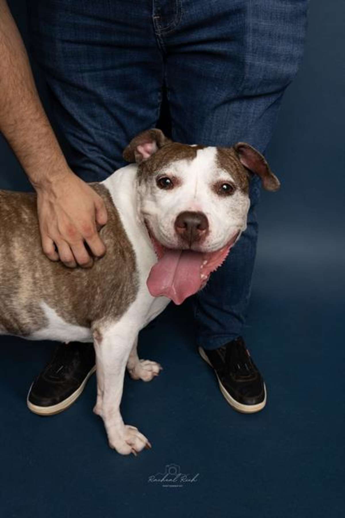 VIOLET - American Pit Bull Terrier available for adoption