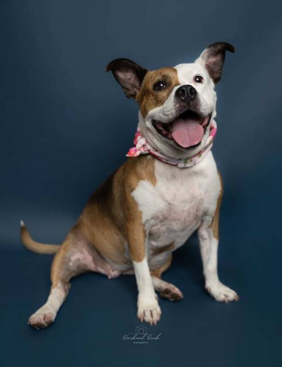 ROSE - Mixed Breed (Medium) available for adoption