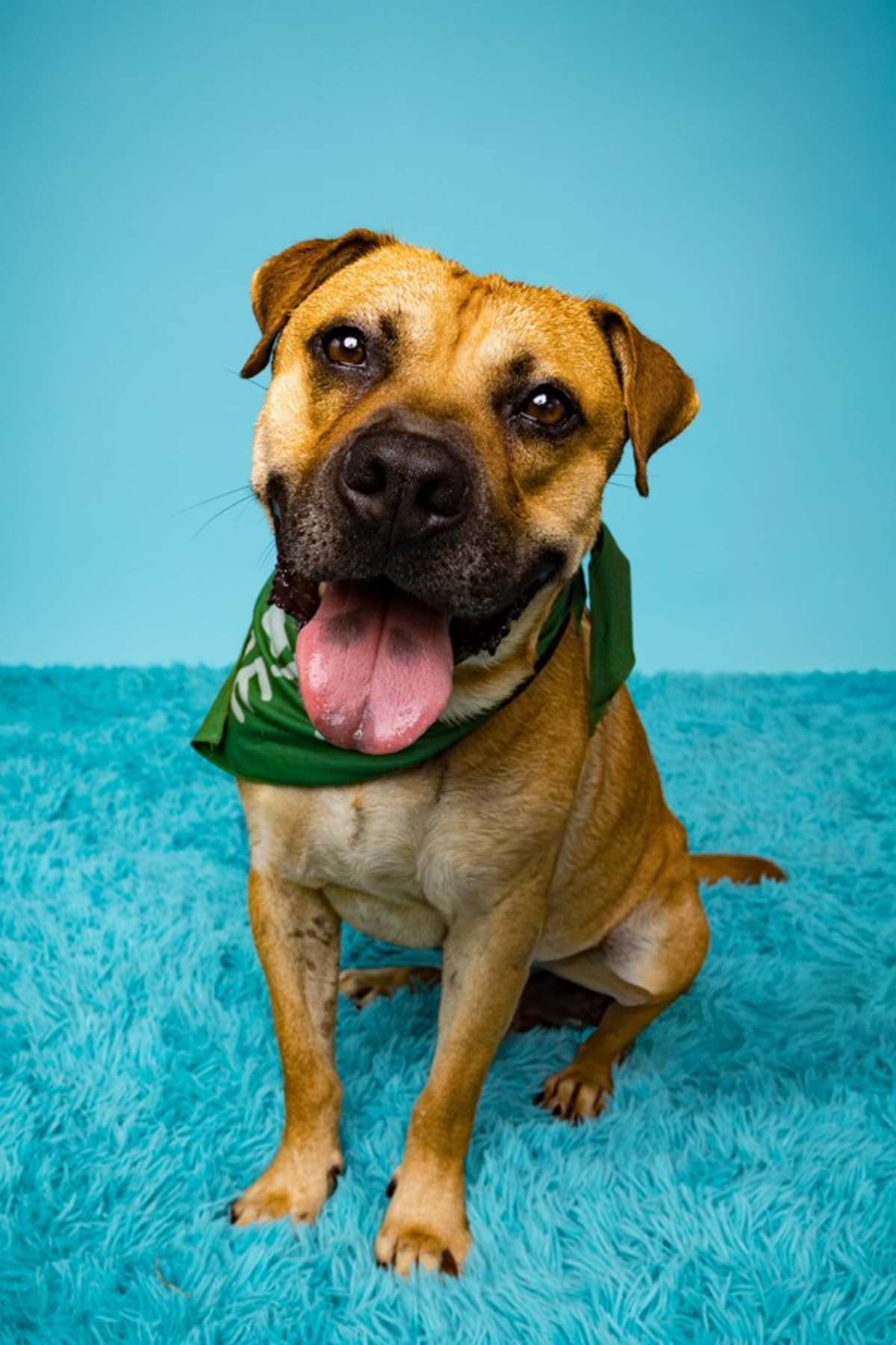 ROSCO - Black Mouth Cur available for adoption