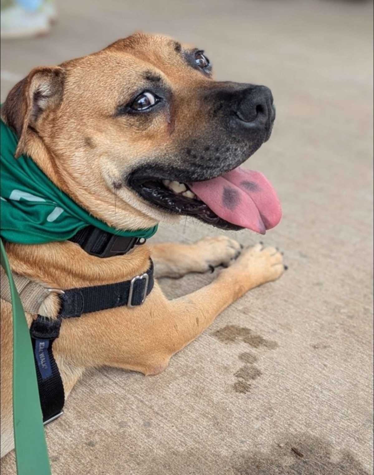 ROSCO - Black Mouth Cur available for adoption