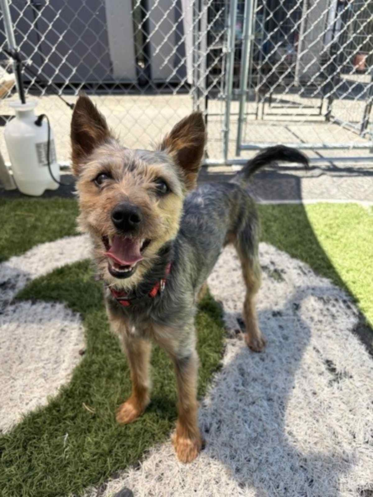 FRITZ - Terrier (Unknown Type, Medium) / Yorkie, Yorkshire Terrier for adoption in Vallejo