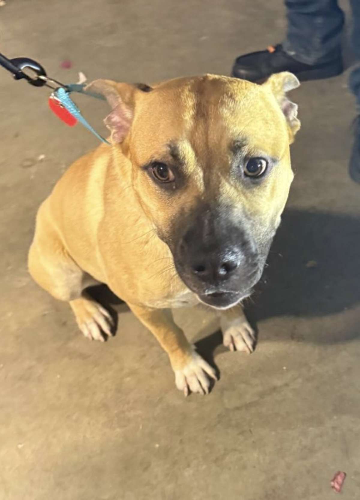 MONTE AKA MOOSE - Boxer / Mastiff available for adoption