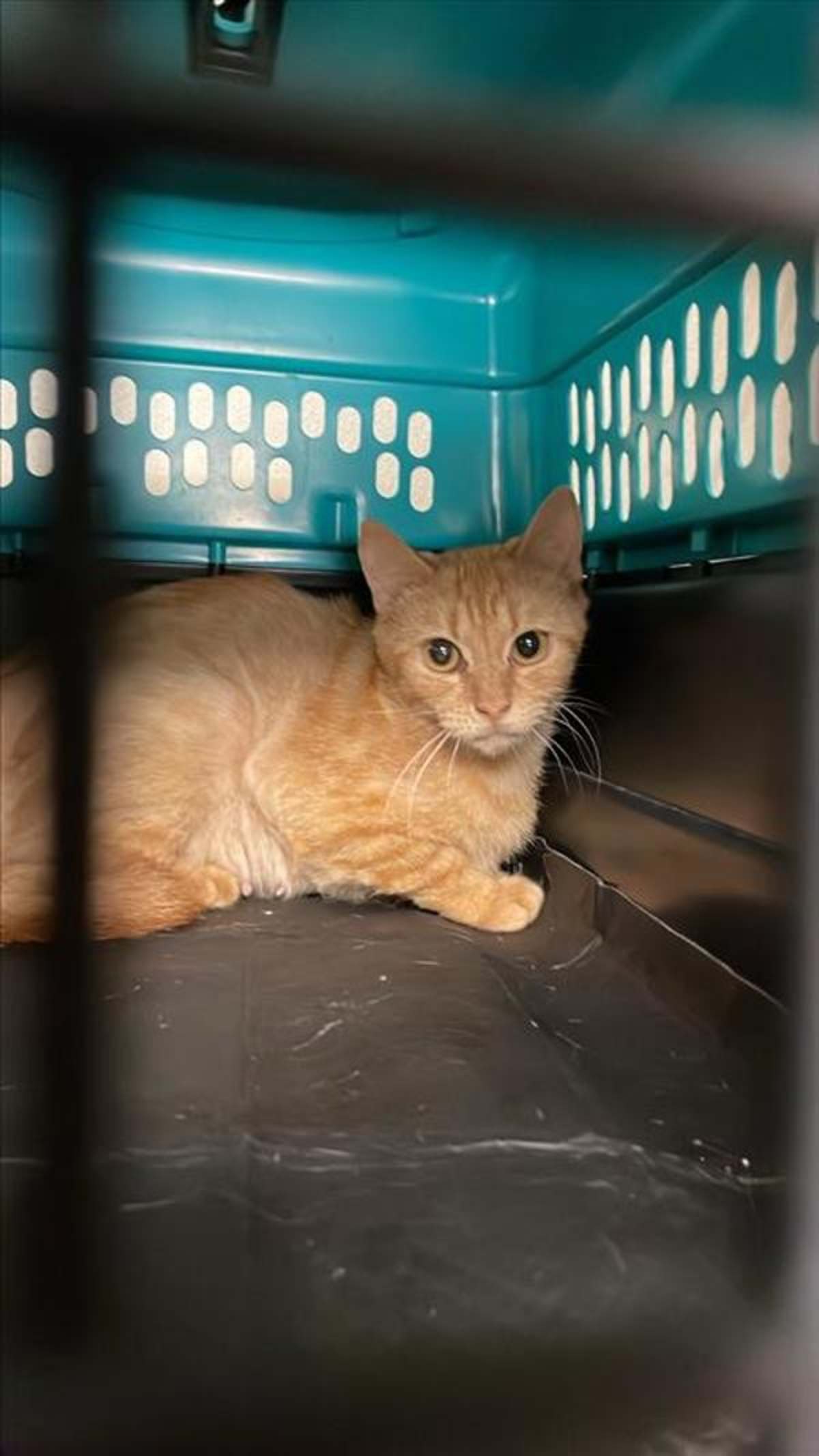 BLANCA - Domestic Shorthair available for adoption